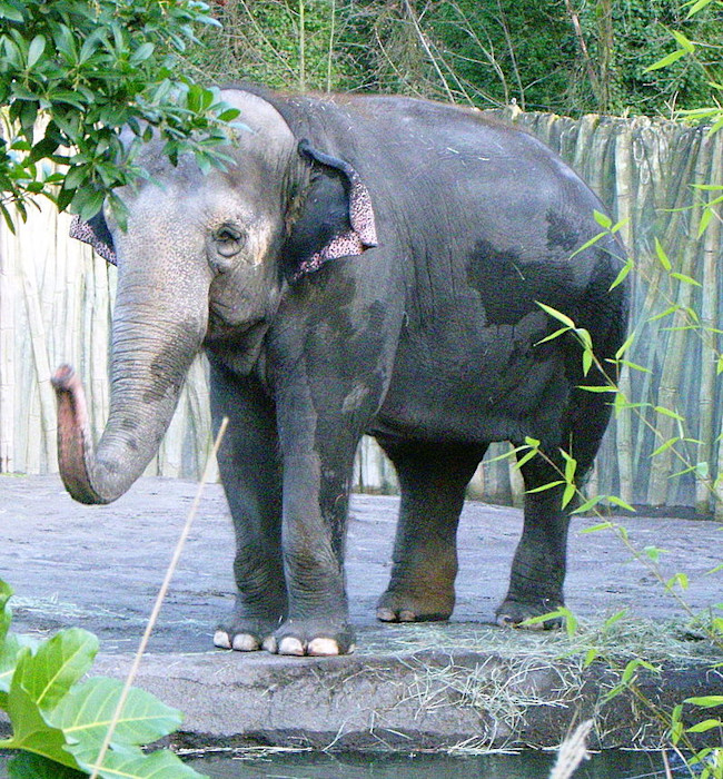 Oregon_zoo_elephant_P1537.jpeg-1.jpeg