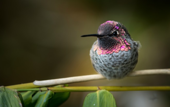 Colorful Hummingbird - Wade TregaskiS