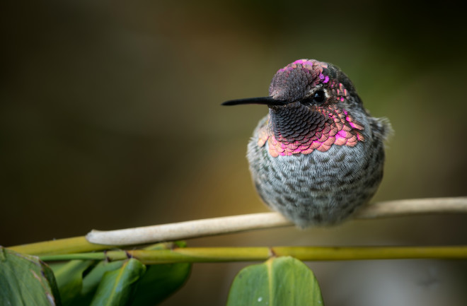 Colorful Hummingbird - Wade TregaskiS