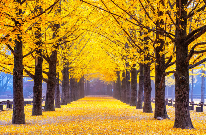 Ginkgo Trees