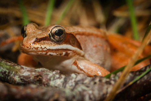 Wood-Frog_Cape-Cod-MA.jpg