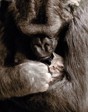 Koko and Kitten - The Gorilla Foundation