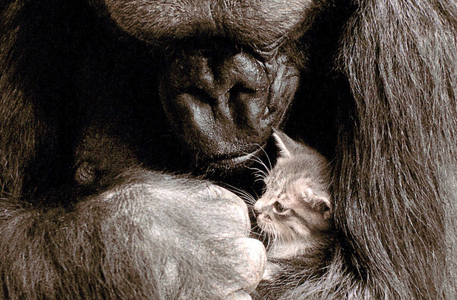 Koko and Kitten - The Gorilla Foundation