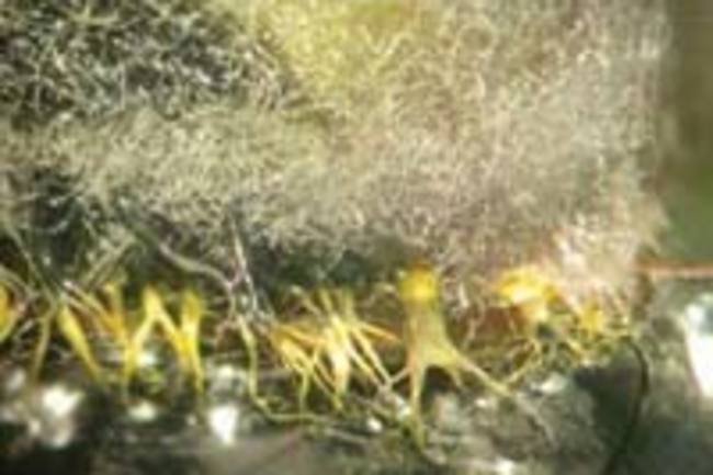 Fungiuranium.jpg