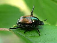 Jbeetle.jpg