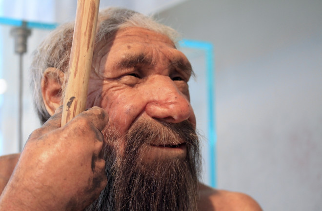 Neanderthal exhibit