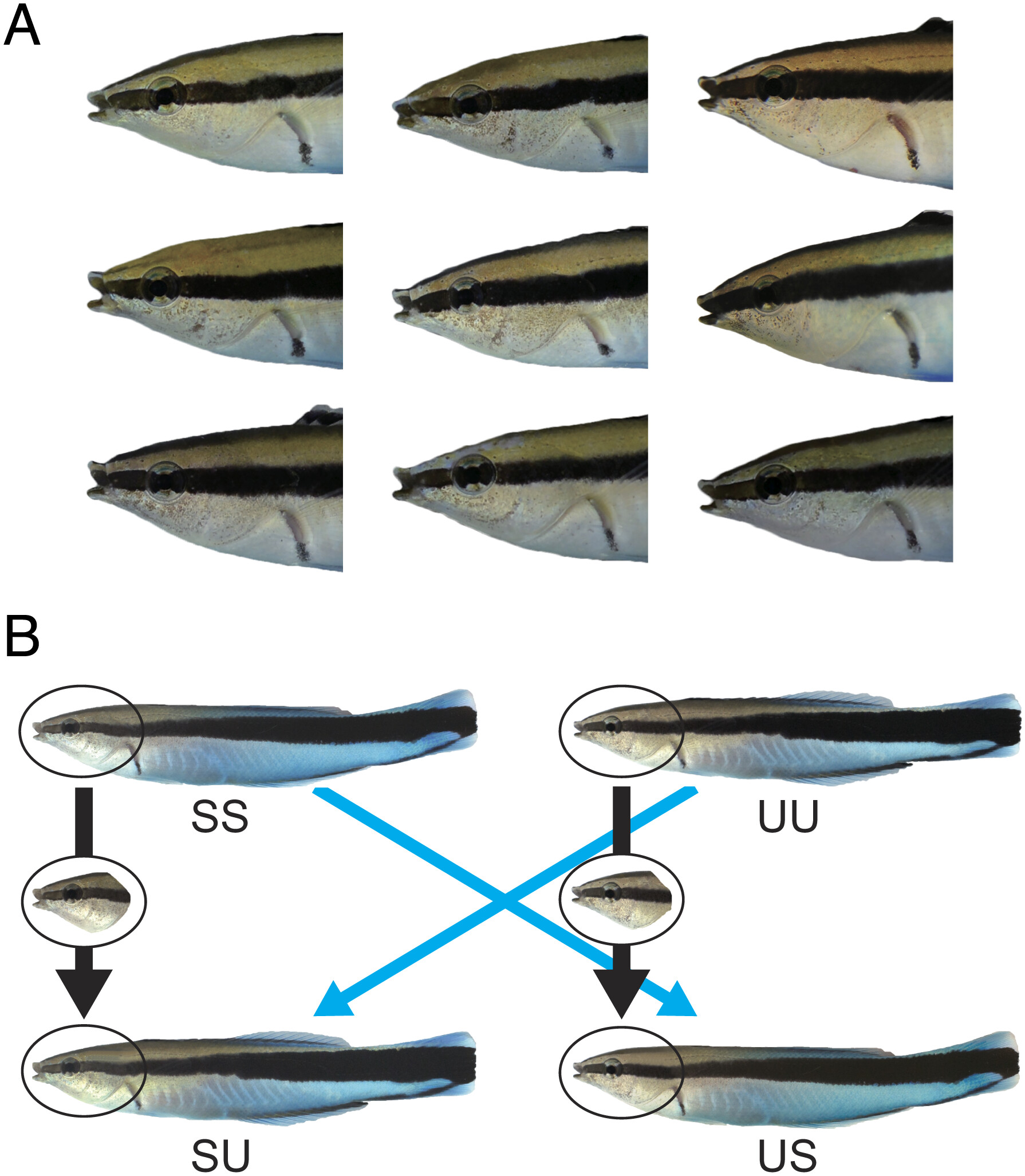 Yes, Fish Can Communicate Acoustically