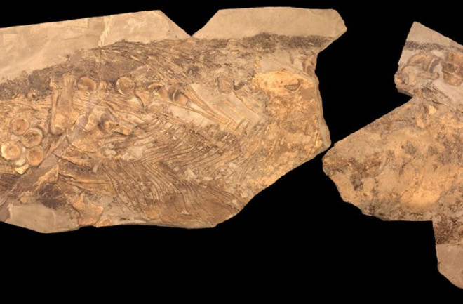 ichthyosaur