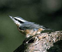 sitta_canadensis.jpg