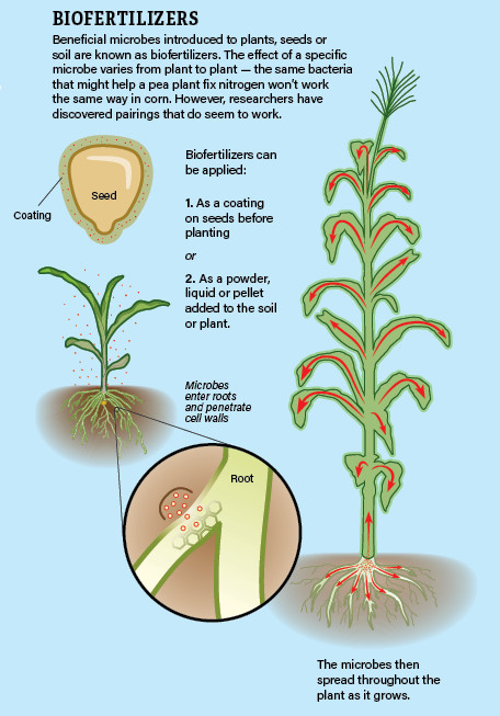 Biofertilizers Infographic Jay Smith