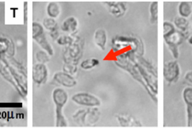 Magnetic_cell.jpg
