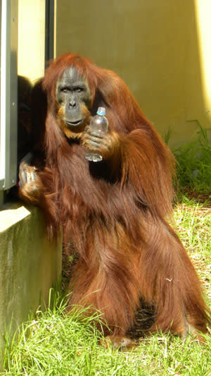 Orangutan_mooching.jpg