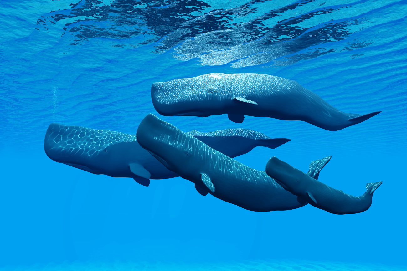 Sperm Whales Have the Biggest Brains, but How Smart Are They