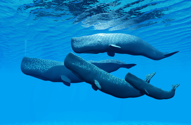 Sperm Whales Have the Biggest Brains, but How Smart Are They? | Discover  Magazine