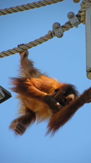 Orangutan_baby_thinking.jpg