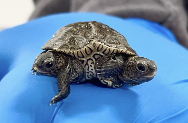two-headed turtle