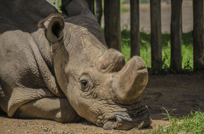 sudan endangered rhino extinction