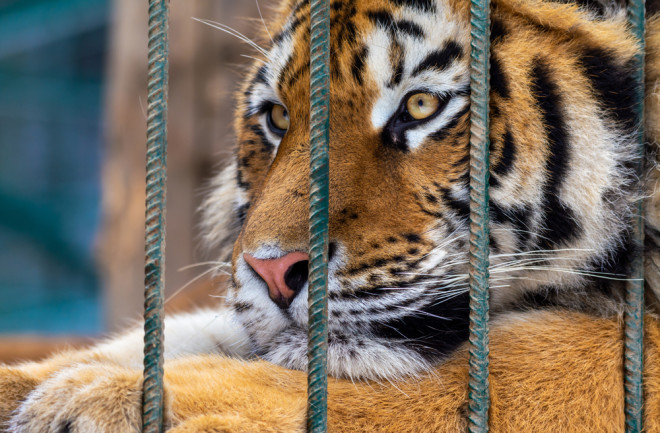 Issues Surrounding Privately Purchasing and Breeding Tigers in the . |  Discover Magazine
