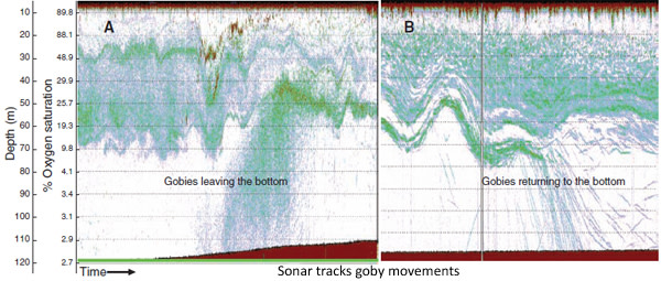 Sonar.jpg