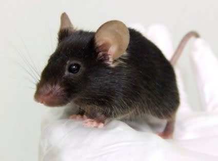 singing-mouse.jpg
