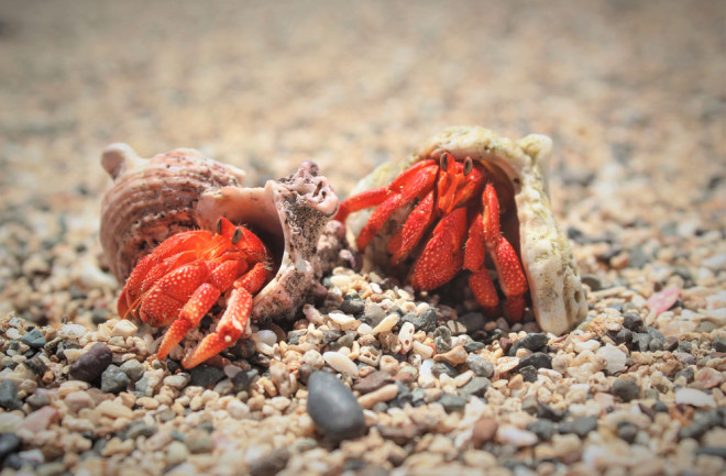 Two hermit crab on andaman sea beach