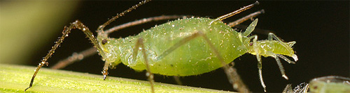 Aphid.jpg