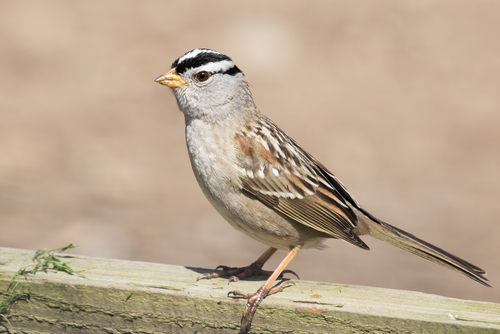Insecticides May Be Giving Songbirds Anorexia and Delaying Their Migrations