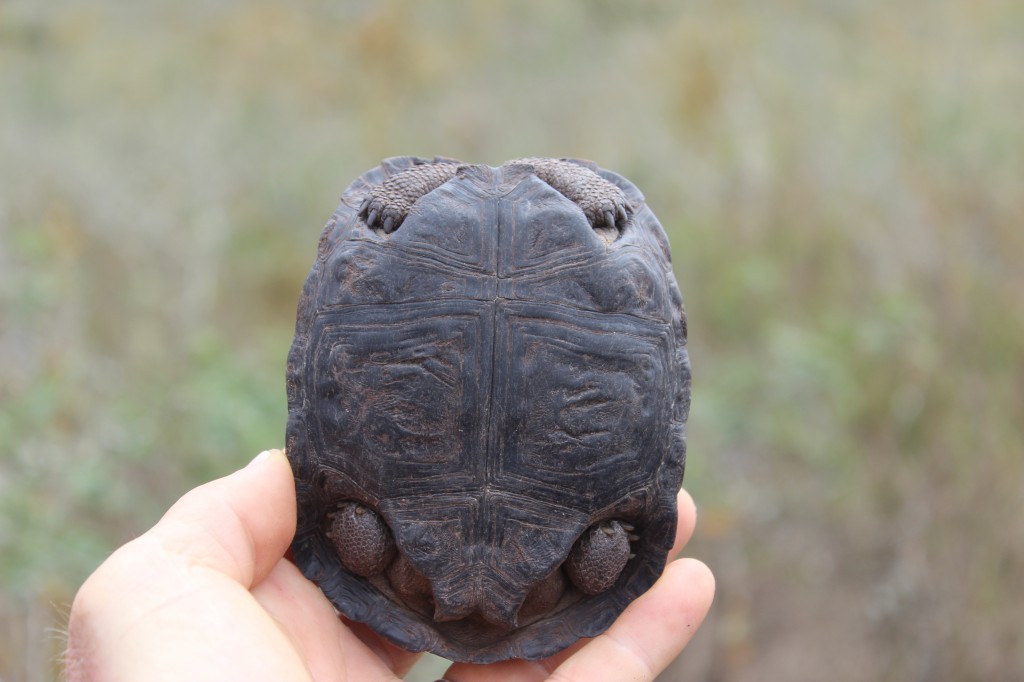 baby-tortoise-1024x682.jpg