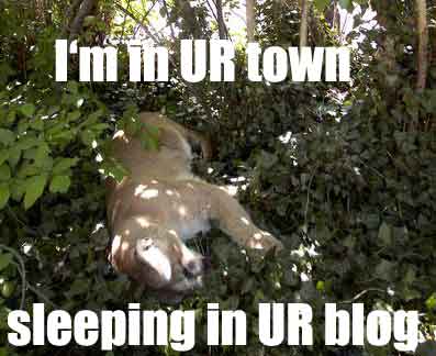 boulder_cougar.jpg