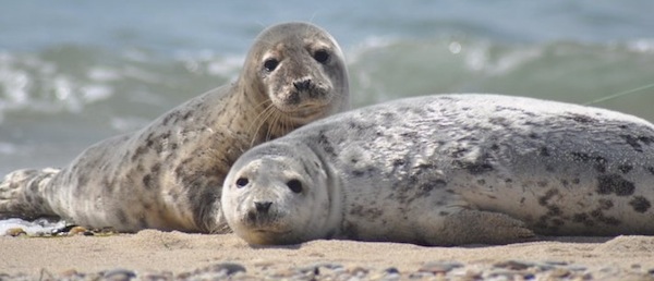 Nantucket-seals-6001.jpg