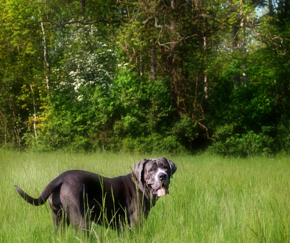 whats the best dog food for big dogs