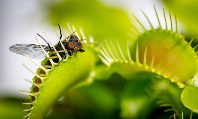 A fly inside the trap of dionaea muscipula