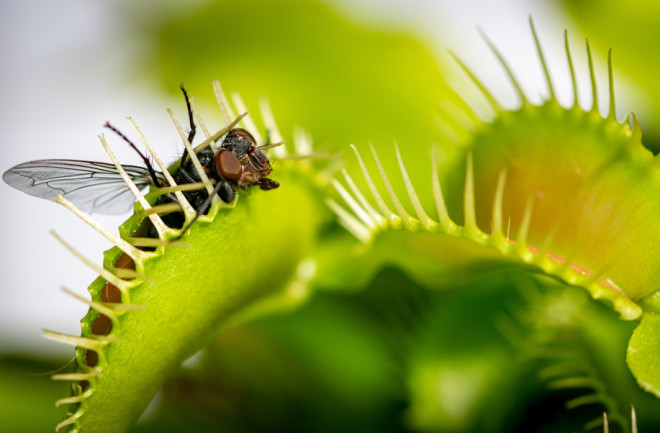 A fly inside the trap of dionaea muscipula