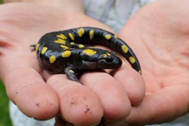 salamander.png