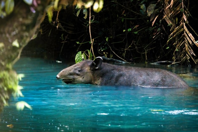 bairds tapir swimming