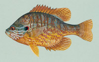 Lepomis_gibbosus.jpg