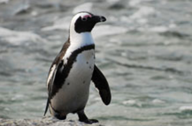 african-penguin.jpg