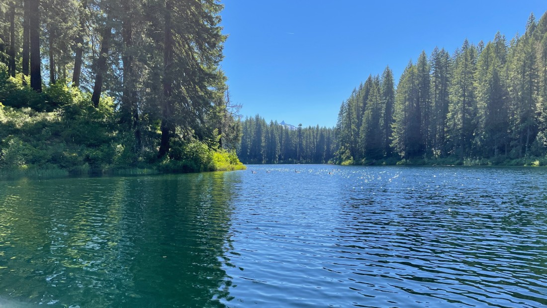 Visite d’une forêt submergée vieille de 3 000 ans dans l’Oregon