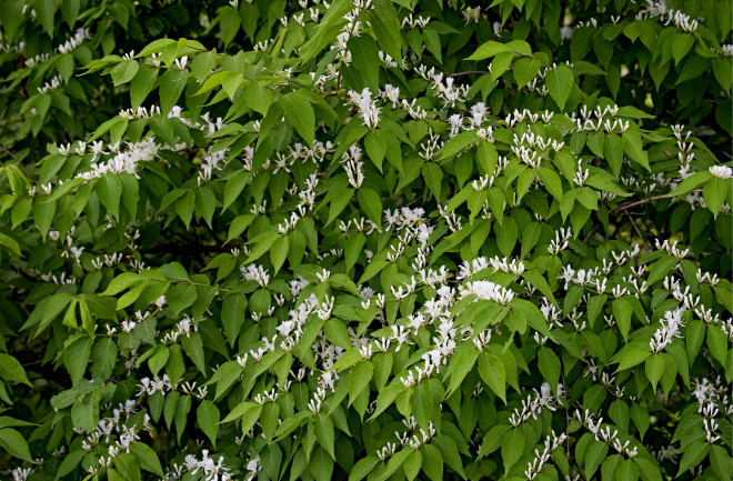 Amur honeysuckle, Lonicera maackii - Shutterstock