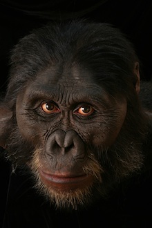 australopithecus_afarensis2201.jpg