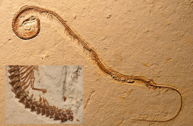snake-fossil.jpg