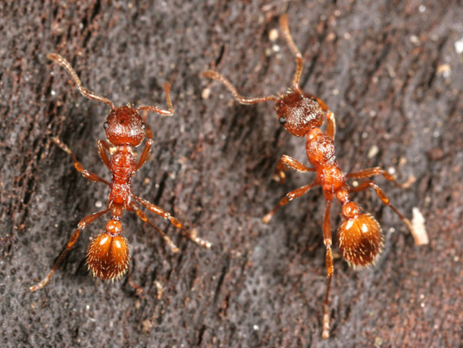 Myrmica_rubra1.jpg