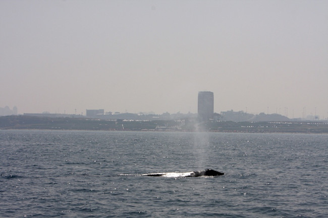 Gray Whale, Israel - Aviad Scheinin
