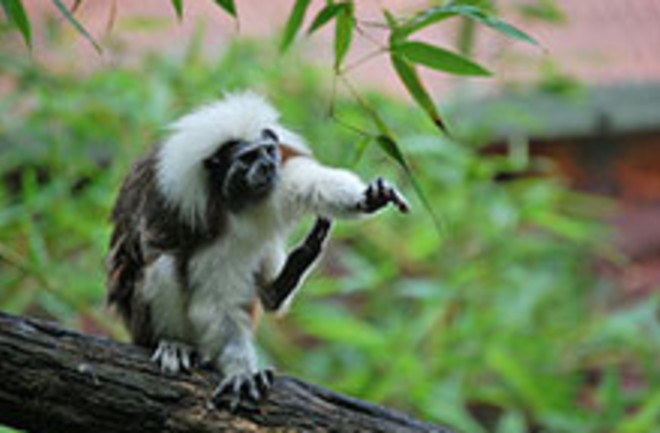 tamarin2web.jpg