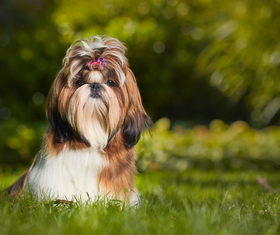 20 Best Dog Foods for Shih Tzus in 2022