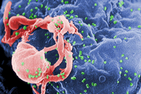HIVbudding.gif