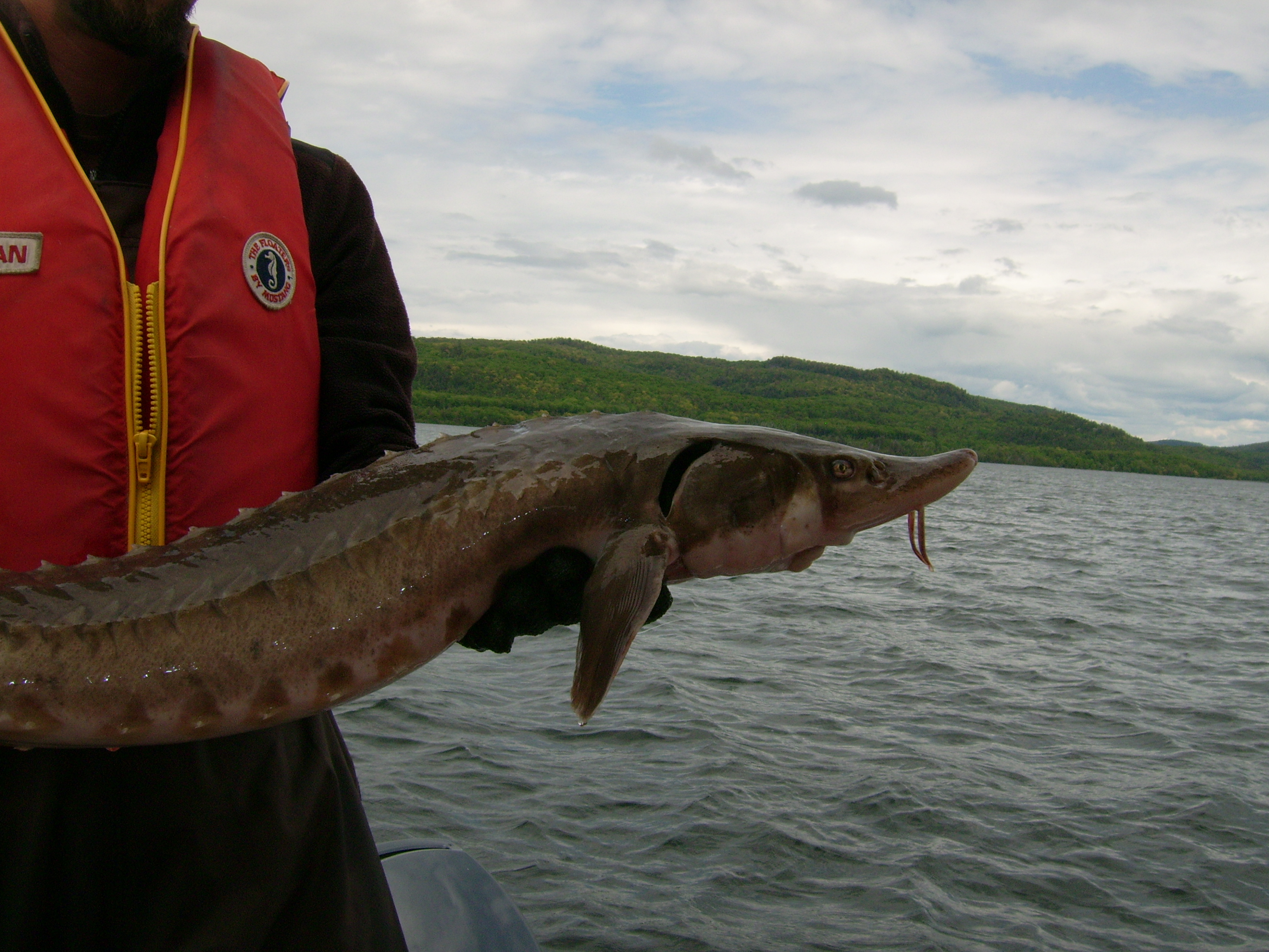 How Scientists Are Bringing Back Sturgeons, Fish That Once Swam With Dinosaurs