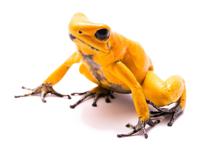 poisonfrogsuicidetree