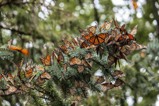 monarch butterfly migration