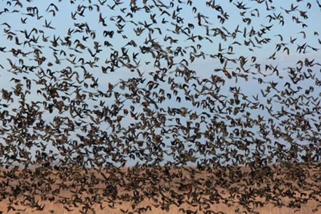 BIRDS.jpg